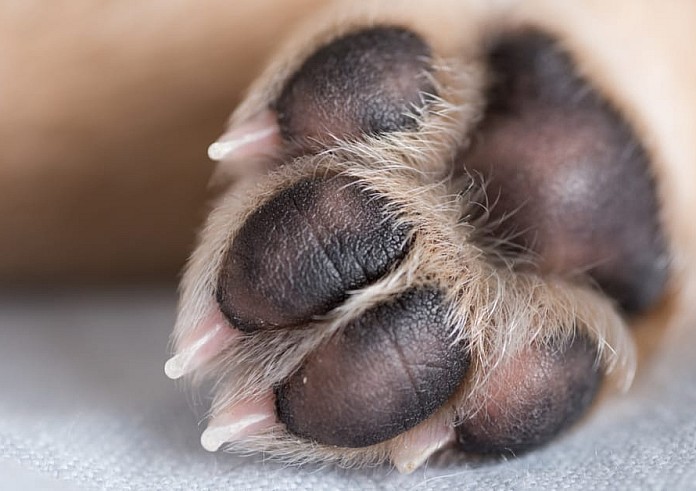 Ζαχάρω: Πέθανε το σκυλάκι που βρέθηκε σκελετωμένο και αλυσοδεμένο