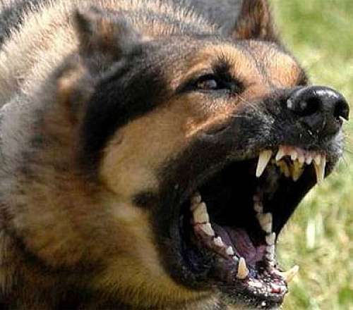 Βόλος: Αγέλη αδέσποτων σκύλων επιτέθηκε σε 42χρονη – «Σκεφτόμουν ότι δεν θα τη βγάλω καθαρή»