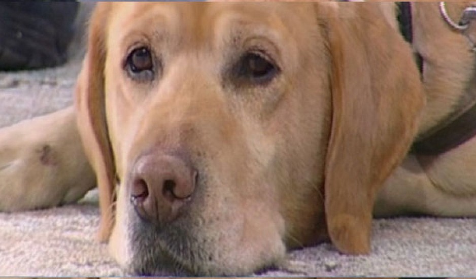 Αττικό Άλσος: Τουλάχιστον οκτώ σκυλιά βρέθηκαν νεκρά από κονσέρβες με σπασμένα γυαλιά