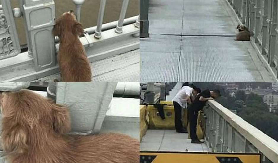 Σκύλος περίμενε τέσσερις μέρες στην γέφυρα που είδε το αφεντικό του να αυτοκτονεί