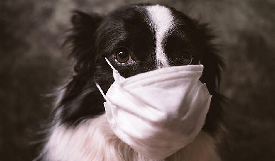 Τι είναι ο παρβοϊός; Παγκόσμια ανησυχία για πανδημία στα σκυλιά