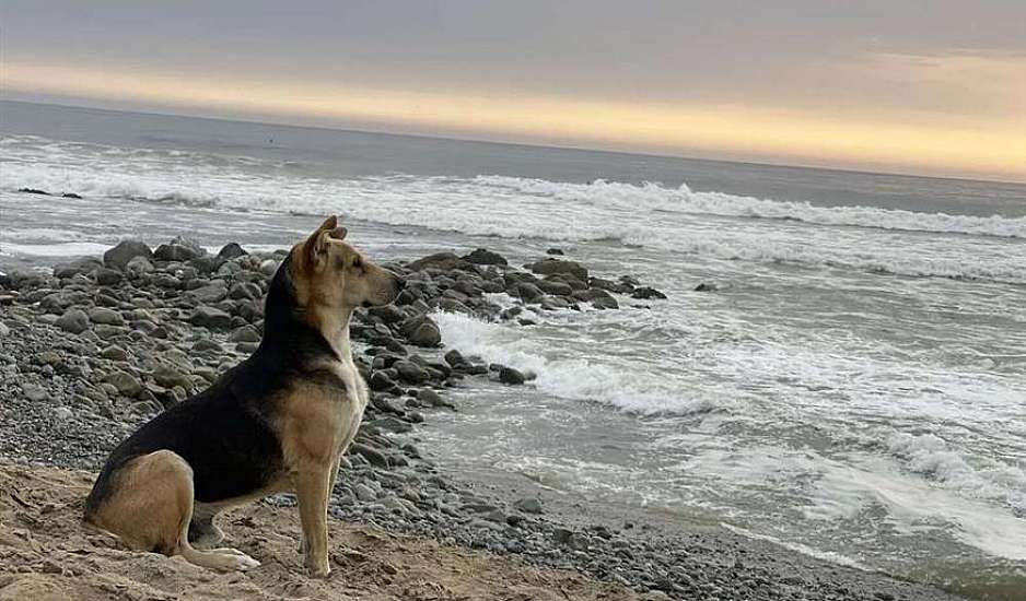 Σκύλος πηγαίνει στην παραλία κάθε μέρα περιμένοντας τον ψαρά ιδιοκτήτη του που δεν θα επιστρέψει ποτέ