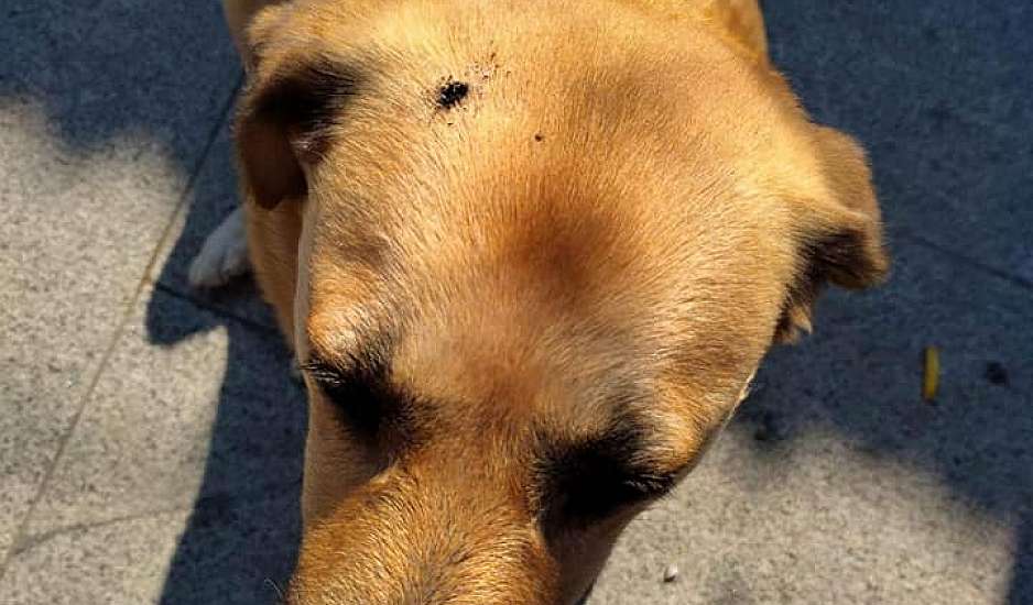Σέρρες: Άγνωστος έσβησε τσιγάρο στο κεφάλι σκύλου