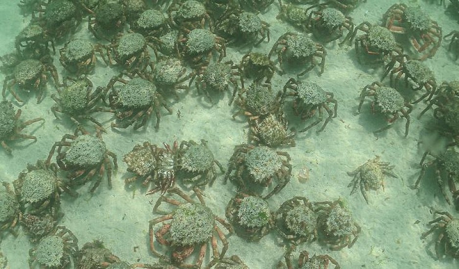 Βρετανία: Χιλιάδες καβούρια-αράχνες εμφανίστηκαν σε παραλία της Κορνουάλης