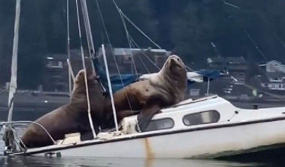 Αυτό το βίντεο πρέπει να το δείτε! Τεράστια θαλάσσια λιοντάρια αράζουν σε σκάφος