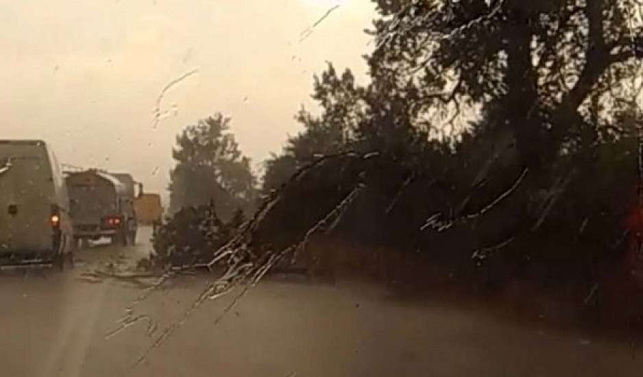 Θεομηνία στη Θεσσαλία - Ξεριζώθηκαν δέντρα και καλλιέργειες