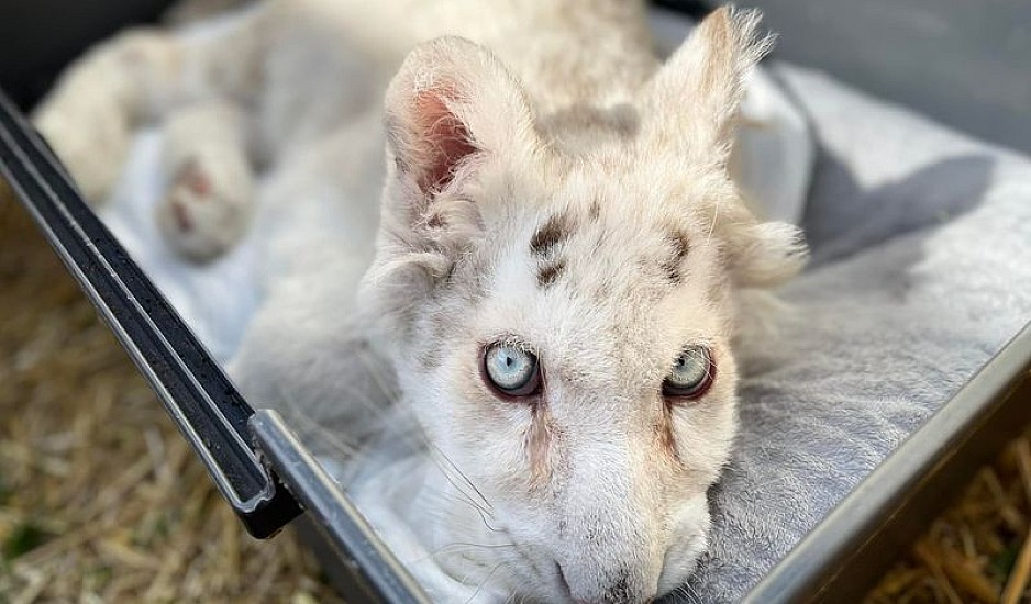 Παρέμβαση εισαγγελέα για το λευκό τιγράκι που εγκαταλείφθηκε στο Αττικό Ζωολογικό Πάρκο