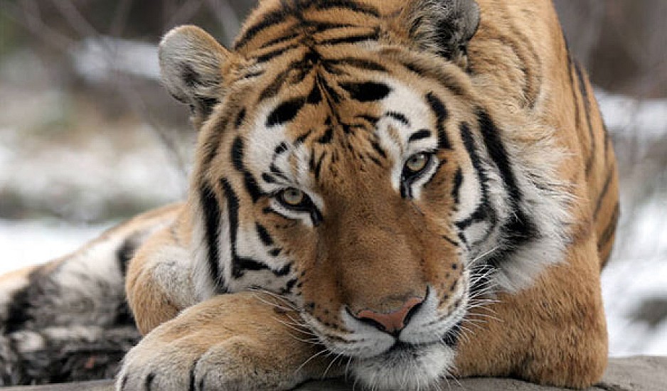 Ινδία: Πάλεψε με τίγρη για να σώσει το 15 μηνών παιδί της