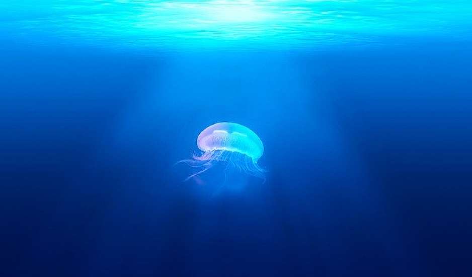 Tσίμπημα τσούχτρας; Μύθος ή αλήθεια ότι μπορεί να οδηγήσει σε θάνατο;