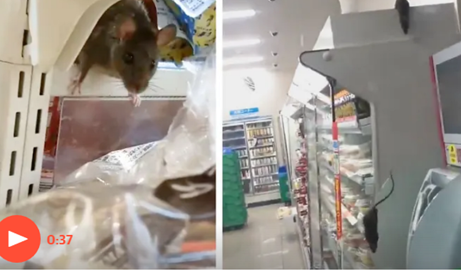 Ποντίκια γέμισαν τα ράφια σε ιαπωνικό σούπερ μάρκετ και έγιναν viral
