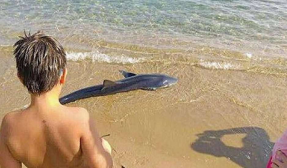 Επικίνδυνος επισκέπτης σε παραλία των Χανίων