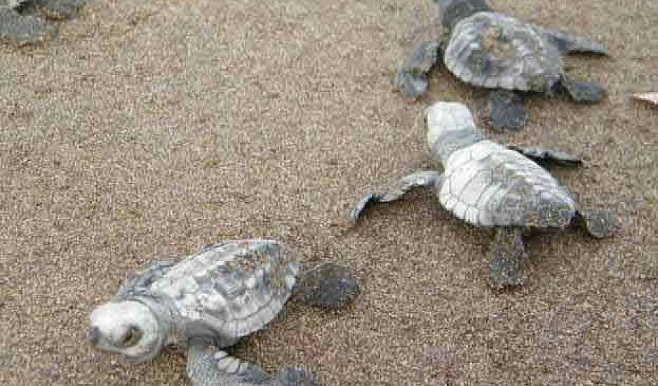 Ρόδος: Δύτης έσωσε εγκλωβισμένη χελώνα με το φιλί της ζωής