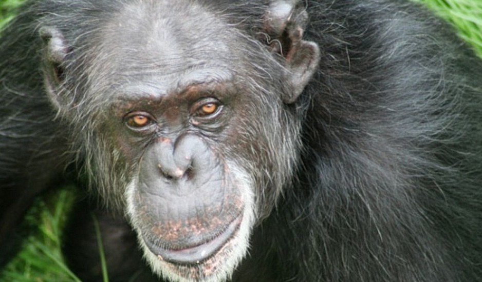 Αττικό Ζωολογικό Πάρκο: Θανατώθηκε χιμπατζής που έφυγε από το κλουβί του