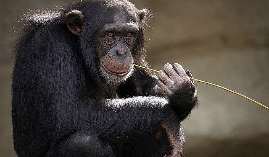 Τα κοράκια είναι εξίσου έξυπνα με τους χιμπατζήδες - Μπορούν και παίζουν τον Παπά και να βρίσκουν τη λύση