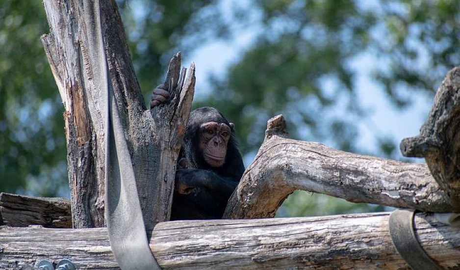 Αττικό Ζωολογικό Πάρκο: Κύμα αγανάκτησης για την θανάτωση του χιμπατζή