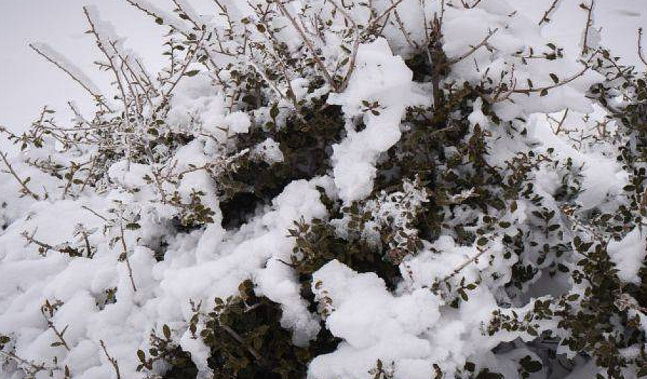 Πάνω από 20 εκατοστά το χιόνι στη δυτική Θεσσαλία