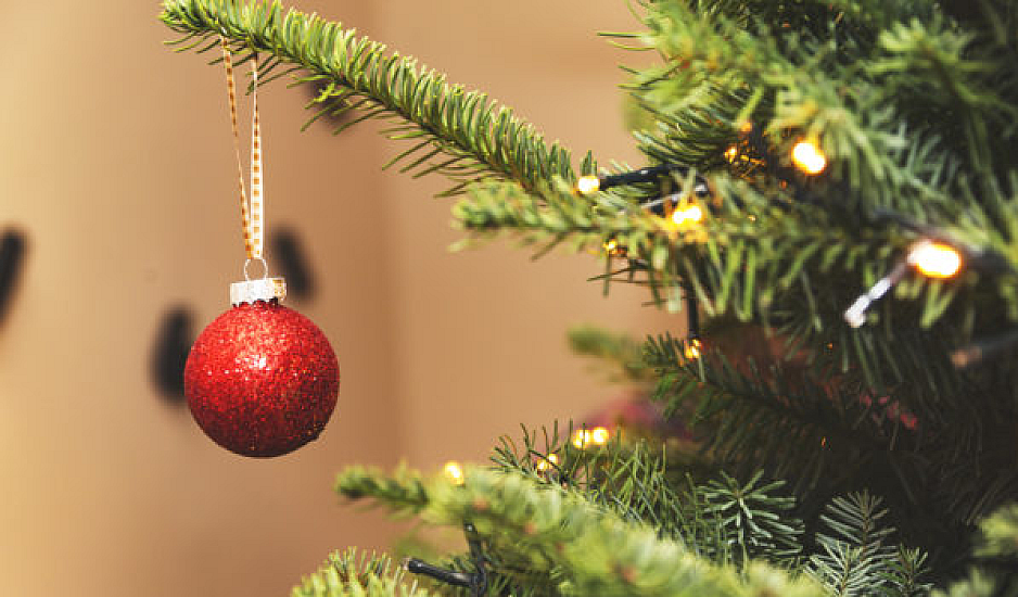 Μέχρι και 25.000 ζωύφια έχει κάθε χριστουγεννιάτικο δέντρο που βάζουμε σπίτι