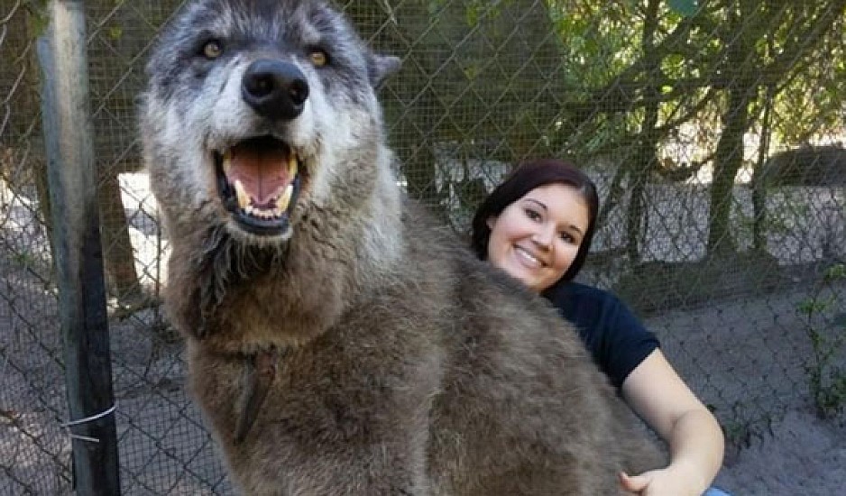 Κλέβει την παράσταση το γιγαντιαίο λυκόσκυλο που εγκαταλείφθηκε σε καταφύγιο λύκων
