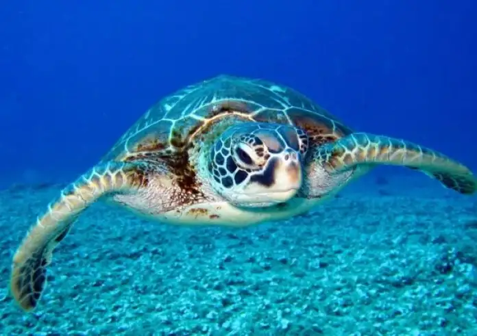 Χανιά: Διαμέλισαν χελώνα caretta-caretta επειδή τη θεωρούσαν επιθετική - Aγανακτισμένες οι φιλοζωικές