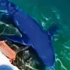 Τι έφερε τους γαλάζιους καρχαρίες σε Γλυφάδα και Βόλο - Τι πρέπει να κάνουν οι λουόμενοι