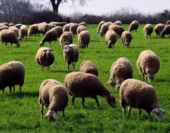 Ευλογιά αιγοπροβάτων: Μαζικές θανατώσεις, αλλά η παραγωγή γάλακτος αυξάνεται – Σοβαρές καταγγελίες