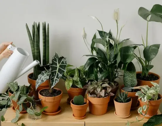 Τα 4 κλασικά λάθη που κάνεις με τα φυτά