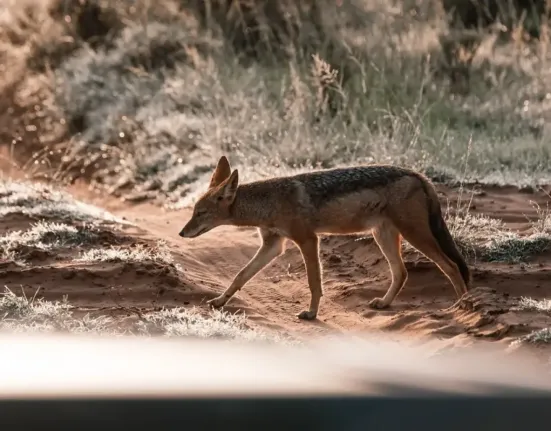 Χαλκιδική: Αγέλες τσακαλιών ουρλιάζουν δίπλα σε σπίτια – Ανησυχία από τους κατοίκους