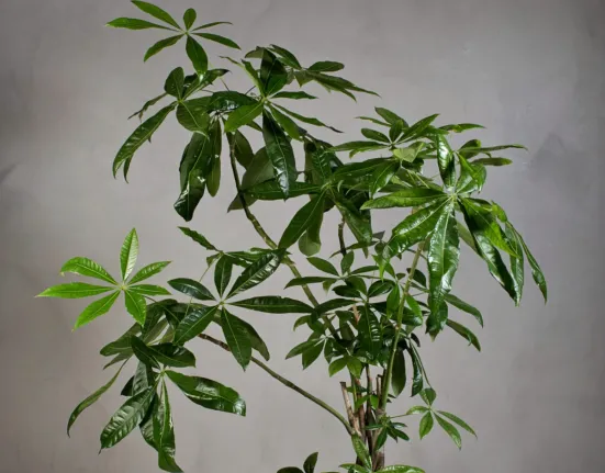 Αυτό είναι το φυτό της χρονιάς 2026: Η επιλογή που φέρνει τύχη και δεν θέλει κόπο