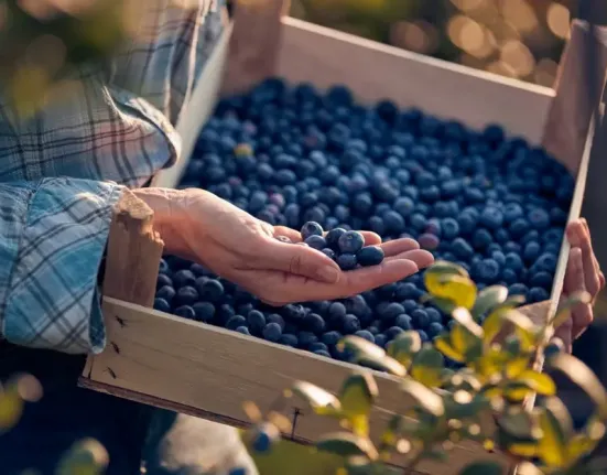 Το μικρό φρούτο που «θωρακίζει» τον οργανισμό: Η Νο1 φυσική επιλογή για δυνατό ανοσοποιητικό