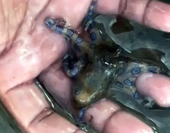 Τουρίστας στις Φιλιππίνες γλίτωσε από θαύμα: Κρατούσε στα χέρια του ένα από τα πιο δηλητηριώδη θαλάσσια πλάσματα