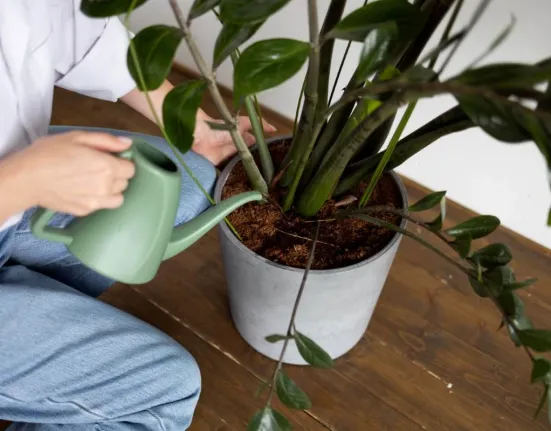 Υγρασία στο σπίτι; 5 φυτά εσωτερικού χώρου που την ρουφάνε και καθαρίζουν την ατμόσφαιρα φυσικά