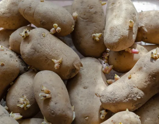 Πατάτες με φύτρες: Το λάθος που μπορεί να τις κάνει τοξικές - Πότε πρέπει να τις πετάξετε αμέσως