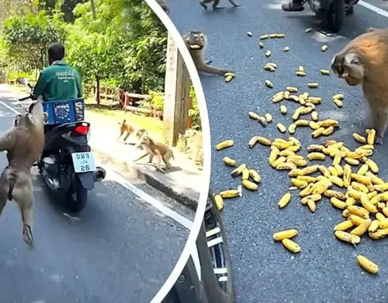 Οι «κατεργάρηδες» του Monkey Hill: Πώς μια συμμορία μαϊμούδων έστησε ενέδρα για μπανάνες