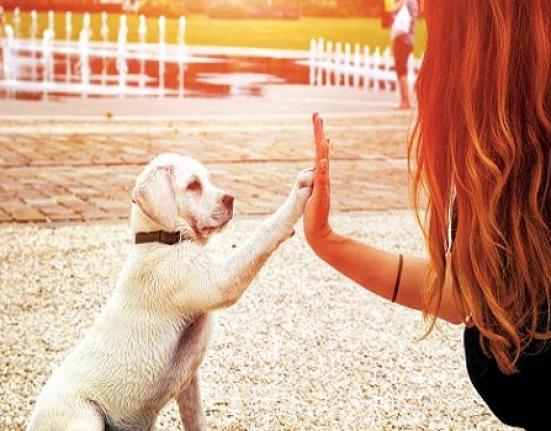 Αν έχεις σκύλο, ίσως πρέπει να βγάλεις αυτό το τραγούδι από τη χριστουγεννιάτικη playlist σου - Δες τον λόγο