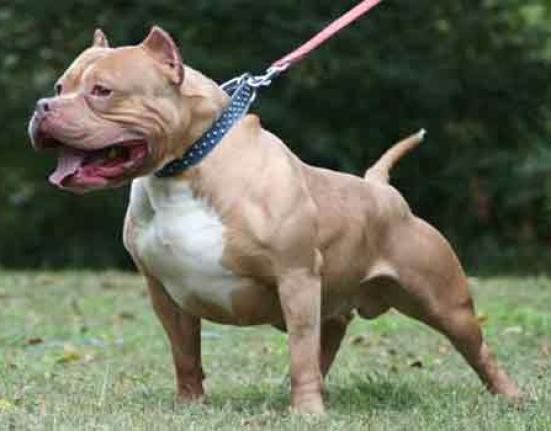 Ζάκυνθος: Ψυχοκοινωνική υποστήριξη στα σχολεία μετά την επίθεση πίτμπουλ στο 2χρονο παιδί