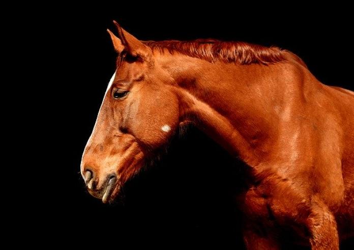 Πέταλο αλόγου: Γιατί θεωρείται γούρικο