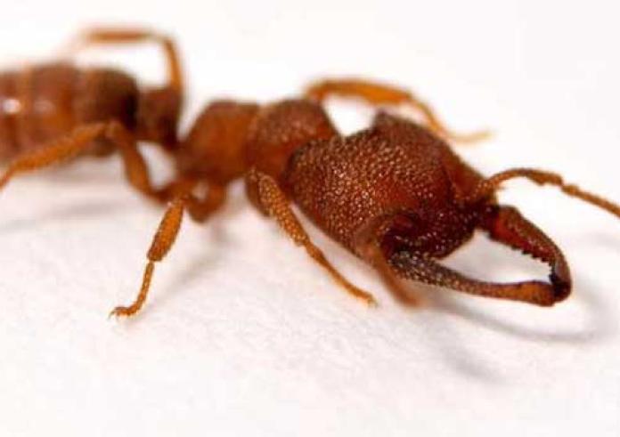 Το μυρμήγκι Δράκουλας είναι το πιο γρηγορότερο πλάσμα στη γη!