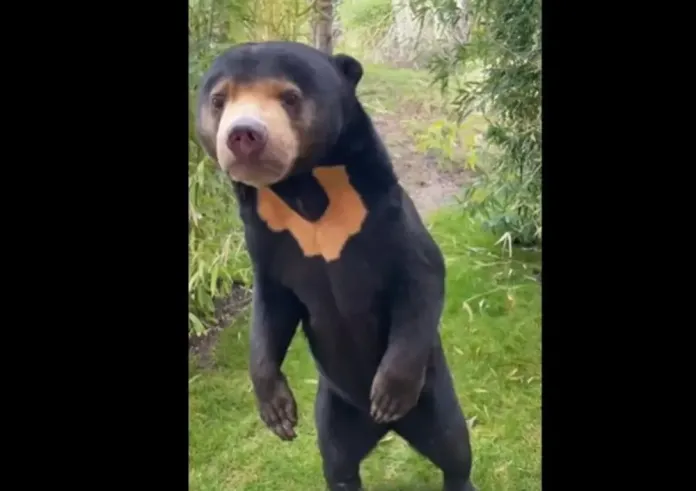 Αγγλία: Έχουμε κι εμείς αρκούδα που στέκεται στα δύο πόδια - Νέο viral βίντεο