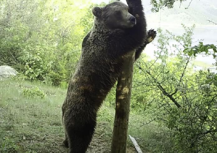 Οι κάμερες του Αρκτούρου «έπιασαν» αρκούδα να χορεύει pole dancing!