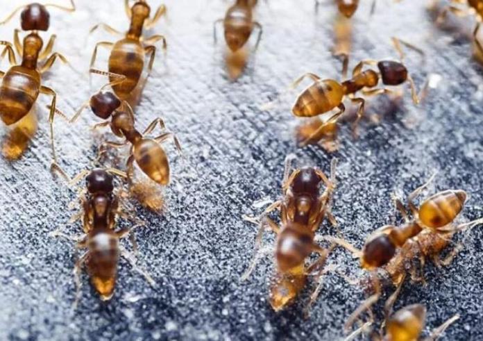 ΕΕ: Συναγερμός για τo κόκκινο μυρμήγκι της φωτιάς που έφτασε στην Ιταλία – Τι φοβούνται οι ειδικοί