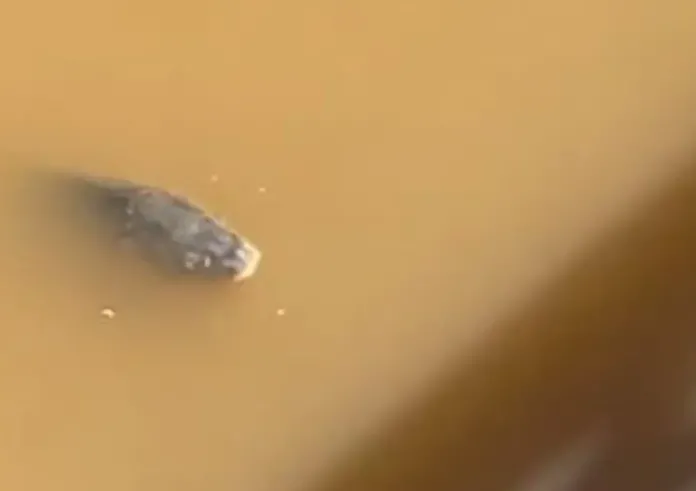 Λάρισα - Πλημμύρες: Ψάρια κολυμπούν στα λασπόνερα