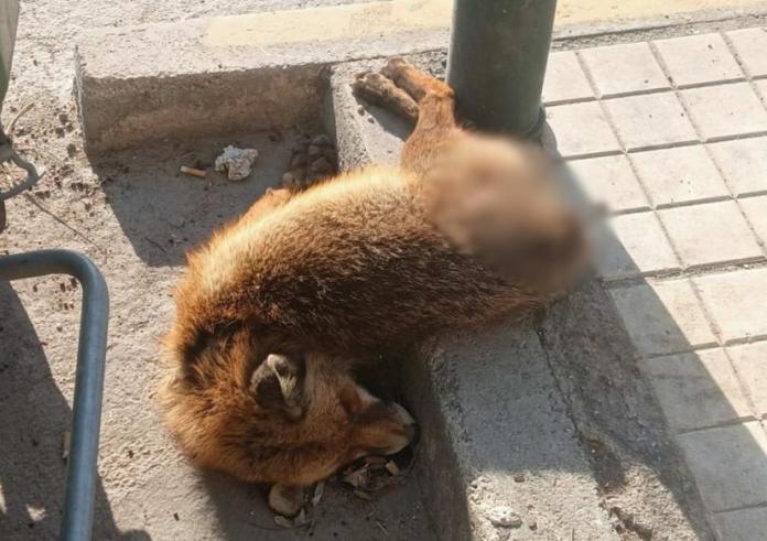 Φρίκη στο Παλαιό Φάληρο: Νεκρή αλεπού στην Ποσειδώνος - Είχε κομμένη ουρά