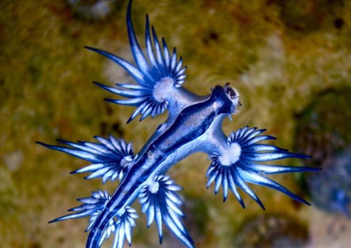 «Μπλε δράκος»: Όμορφος, αλλά επικίνδυνος – Το πλάσμα που απειλεί τους κολυμβητές