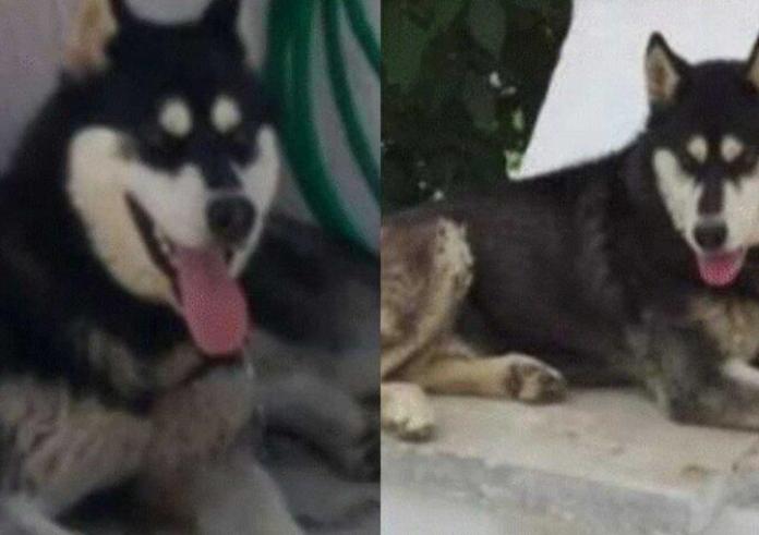 Αράχωβα: Θύμα αγέλης σκύλων ο Όλιβερ – Ολική ανατροπή στην υπόθεση του χάσκι