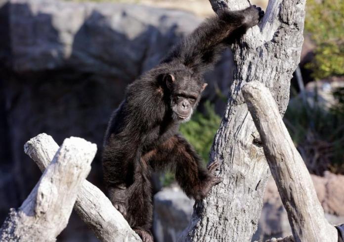 Οι πίθηκοι θυμούνται συγγενείς και φίλους ακόμα κι αν έχουν δεκαετίες να τους δουν
