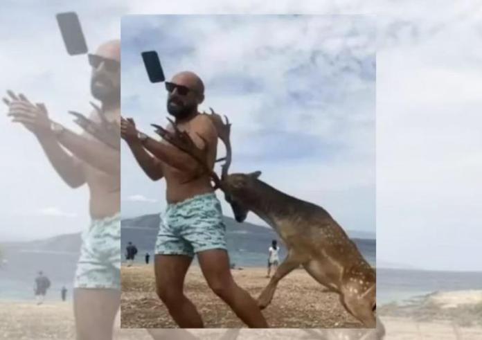 Αίγινα: Ελάφι επιτέθηκε σε τουρίστα που προσπάθησε να βγάλει selfie μαζί του