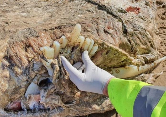 Ουαλία: Εντοπίστηκε μυστηριώδες θαλάσσιο θηρίο τεσσάρων τόνων με 23 πόδια