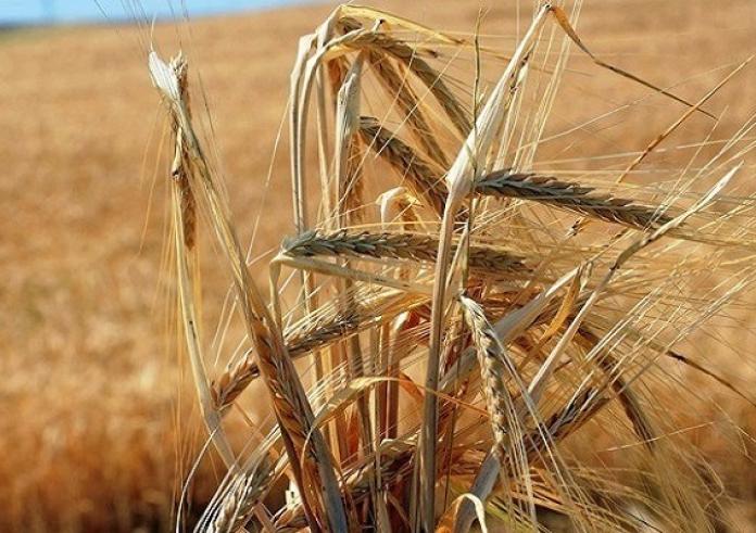 Ζελένσκι: 75 εκατομμύρια τόνοι σιτηρών ενδέχεται να παραμείνουν εγκλωβισμένα στην Ουκρανία