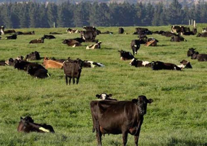 Γιατί η κυβέρνηση της Νέας Ζηλανδίας φορολογεί το ρέψιμο αγελάδων και προβάτων