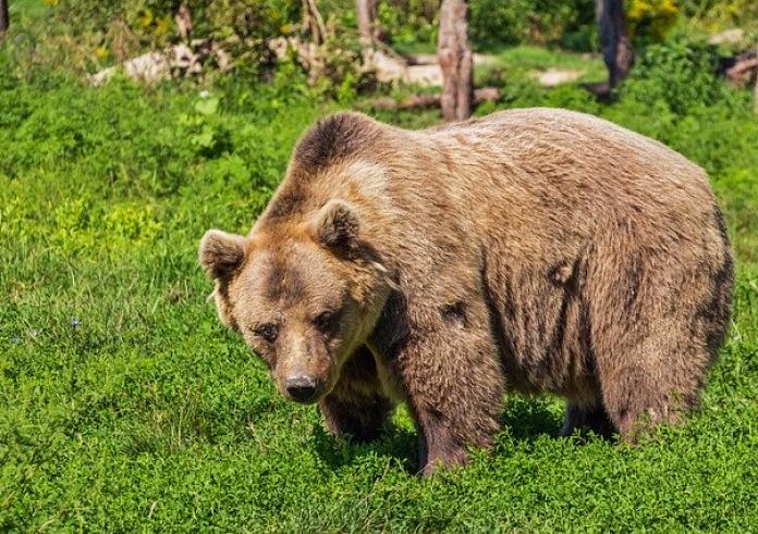 Καστοριά: Πυροβόλησαν και σκότωσαν μαμά αρκούδα με τα μικρά της